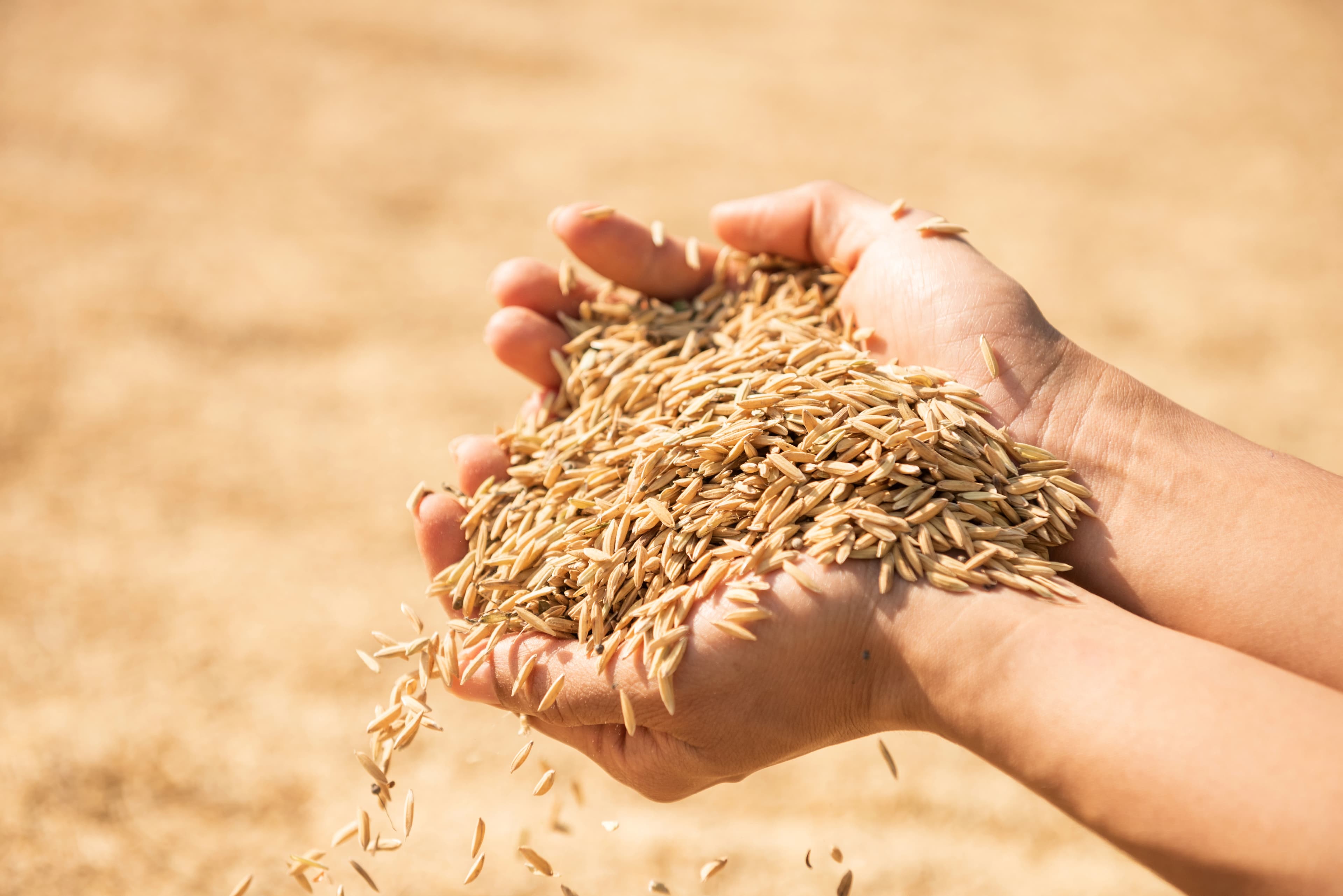 Grains in hand