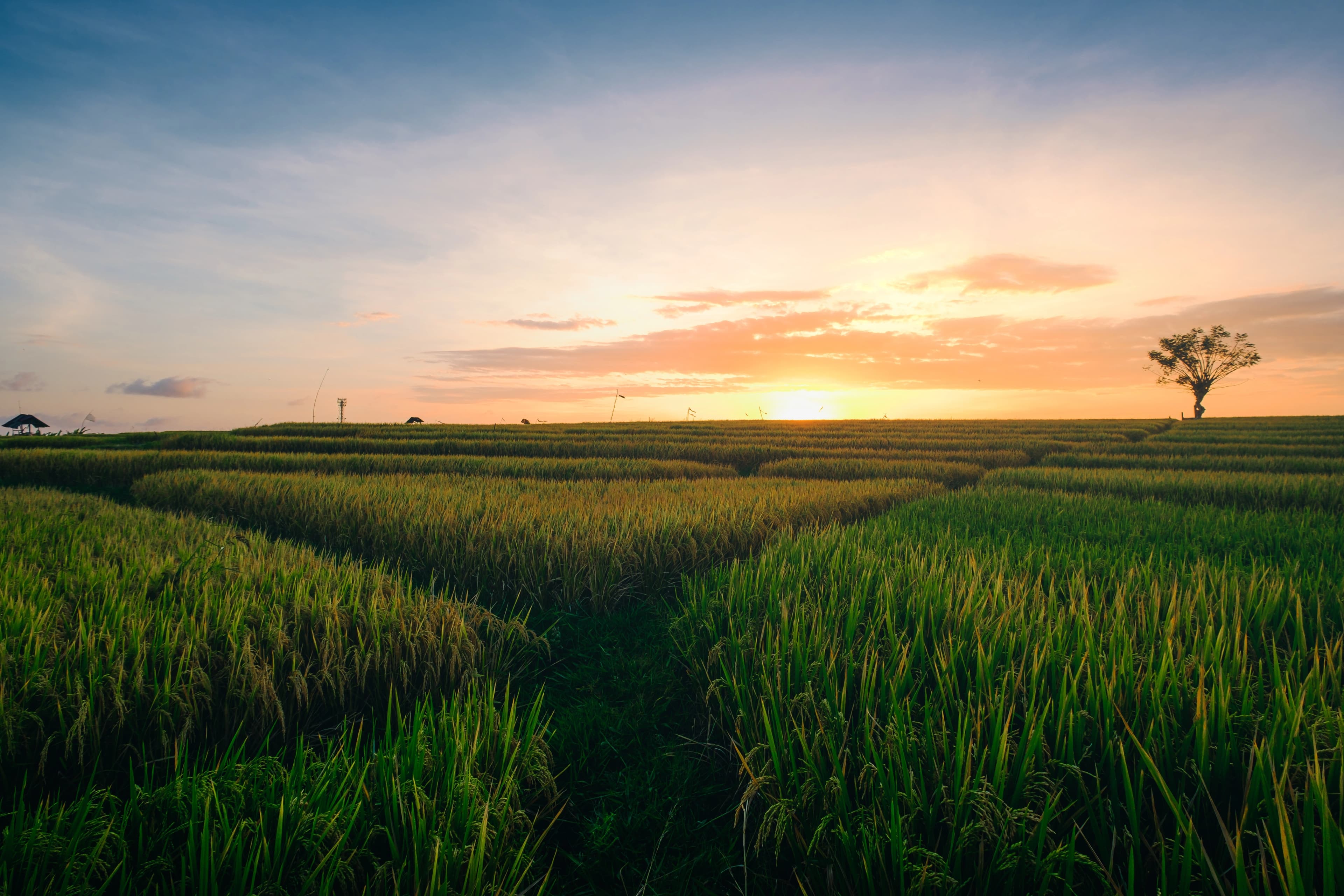 Founder standing in rice fields