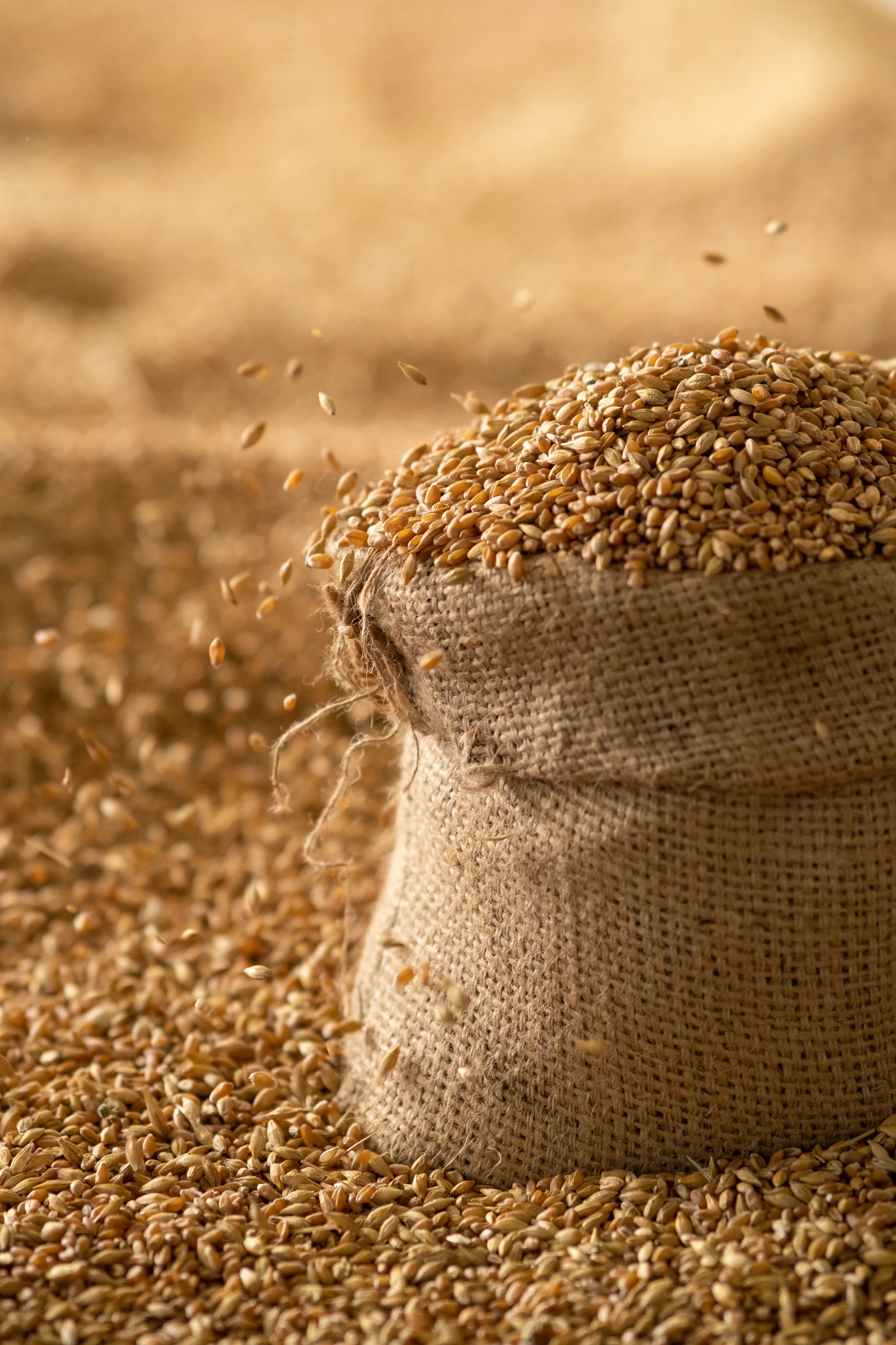 Hands holding rice grains